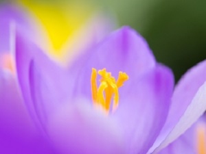 1418214_blue_flower Spring is Here:  Time to Clean Up Your Small Business