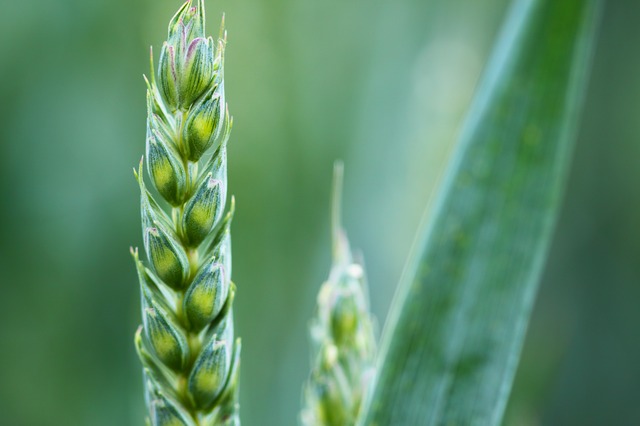 Food, Glorious Food: How Big Food Unwittingly Creates Opportunities for Small Entrepreneurs